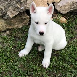 Siberian Husky Puppies from Greens 5 Acres Huskies