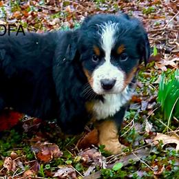 Rachel OFA - Black rust and white female Bernese Mountain Dog puppy in Strasburg, Ohio from Lois Allison