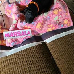 Girl 1 - Phantom female Poodle puppy in Chase, Michigan from My Buddies Puppies