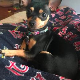 Cocoa - Chihuahua