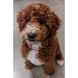 Ace - Poodle