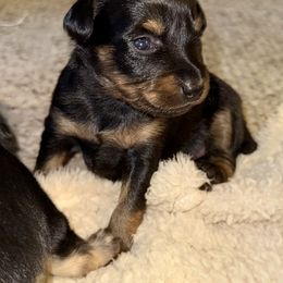 North Star Gems' Libby - Black and tan female Prague Ratter puppy in Seward, Alaska from North Star Gem’s Prague Ratters
