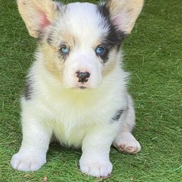 Cardigan Welsh Corgi Puppies from Dragonfly Cardigans