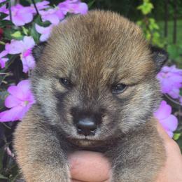 Boy 3 - Sesame male Shikoku Ken puppy in Harrisburg, Pennsylvania from Yume Shikoku Ken