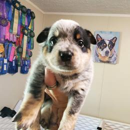 Full masked  Blue - Blue mottled female Australian Cattle Dog puppy in Lenoir, North Carolina from Blue Coyote Ranch