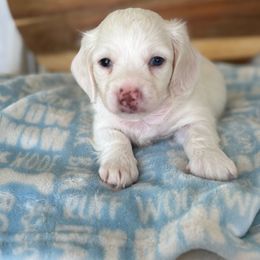 Dewey - Cream male Dachshund puppy in Newport, Tennessee from Justice Doxies