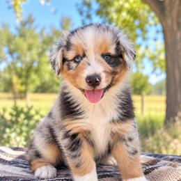 Denali - Blue Merle, Blue Eye - Blue merle male Australian Shepherd puppy in Hugo, Colorado from Frying Pan Ranch Australian Shepherds