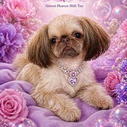 Peanut - Shih Tzu