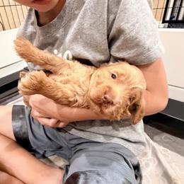 Lucy - Apricot female Goldendoodle puppy in Anthem/Phoenix, Arizona from Ironwood Doodles