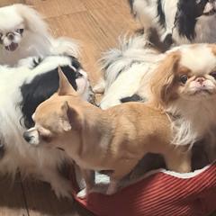 Chihuahua and Japanese Chin All Grown Up from Gift of Gods Favor
