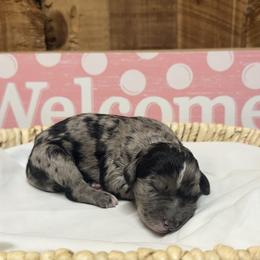 Boy 1 - Black tri-color male Aussiedoodle puppy in Lavonia, Georgia from H & A Kennels