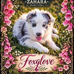 Foxglove - Blue merle male Border Collie puppy in Opelousas, Louisiana from Zahara Border Collies
