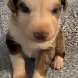 Red Merle Male 1 - Red merle male Australian Shepherd puppy in Pembroke, Kentucky from Bark-n-Stomp Farm and Kennels