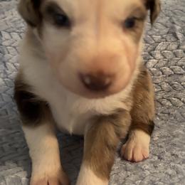 Red Merle Male 1 - Red merle male Australian Shepherd puppy in Pembroke, Kentucky from Bark-n-Stomp Farm and Kennels