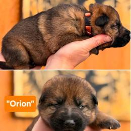 Boy 2 - Sable male German Shepherd puppy in Farmington, Maine from Pine State Shepherds