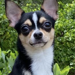 Chihuahuas from Blackfire Kennel
