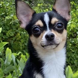 Chihuahuas from Blackfire Kennel