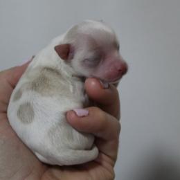 Banana Split - Cream and white female Chihuahua puppy in Willamina, Oregon from Cherished Chihuahuas