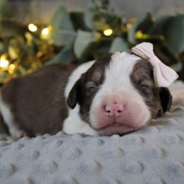 Luna - White and gold female Bordoodle puppy in Ashland, Ohio from Cherry Blossom Doodles
