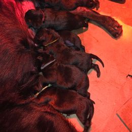 L green - Black female German Shepherd puppy in Roy, Washington from Diwaids Working German Shepherd Dogs