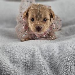 Cashmere - Cream female Maltipoo puppy in Tuscola, Illinois from Dream on puppies