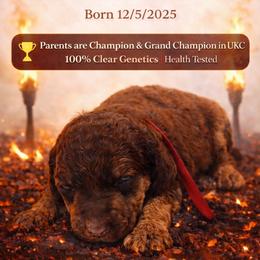 Torch - Brindle male Poodle puppy in Troy, Alabama from Redmond Rose Kennel