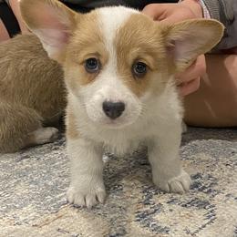 Zara - Fawn female Pembroke Welsh Corgi puppy in Urbana, Ohio from Edgewood Farm and Kennel
