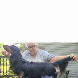 Dachshund All Grown Up from Tip O The Lekes Dachshunds