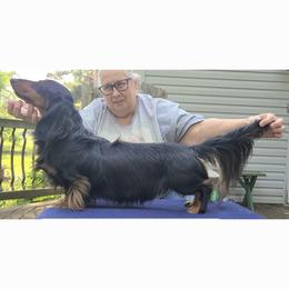 Dachshund All Grown Up from Tip O The Lekes Dachshunds