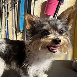 Luke - Yorkshire Terrier