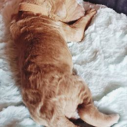 Goldendoodle Puppies from Angel's Doodles