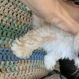 Havanese Puppies from Elysium Fields Farm