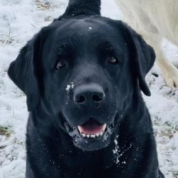 Labrador Retrievers from Skywater Labrador Retrievers