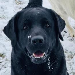 Labrador Retrievers from Skywater Labrador Retrievers