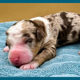 Mint Chip (Chip) - Merle male Bernedoodle puppy in Hendersonville, North Carolina from Kim's Cove