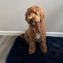 Rubi - Goldendoodle