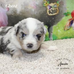 Ghost - Blue merle male Miniature Australian Shepherd puppy in Ronan, Montana from Dirt Road Aussie’s of Montana