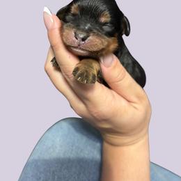 Boudreaux - Tri-color male Cavapoo puppy in Picayune, Mississippi from JEN's Poodles