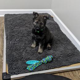 German Shepherd Puppies from Reign Land