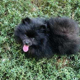 Dolce - Black female Pomeranian puppy in Buck Valley, Pennsylvania from Buck Valley Pomeranians