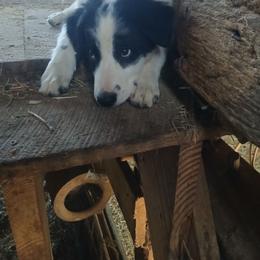 Flash - Black and white male Border Collie puppy in Rockbridge Baths, Virginia from Cedar Springs Corgis/Border collies