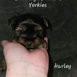 Harley - Black and tan male Yorkshire Terrier puppy in West Plains, Missouri from Brinkley Yorkies
