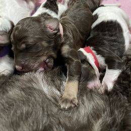 Poodle Puppies from Country Side Kennels