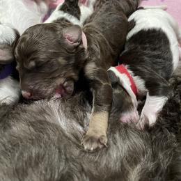 Poodle Puppies from Country Side Kennels