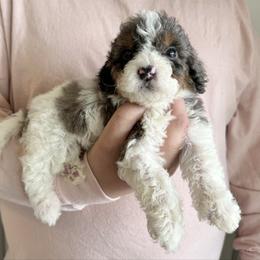 Draco - ORANGE - Merle male Bernedoodle puppy in Gilbert, Arizona from Azbernedoodlepuppies