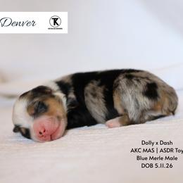 Denver - BMM2 - Blue merle male Toy Australian Shepherd puppy in Nacogdoches, Texas from TK Standard, Mini, & Toy Aussies