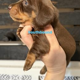 Blue - Chocolate and tan male Dachshund puppy in Leoma, Tennessee from Southbound Kennel