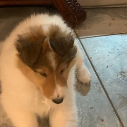 Collie Puppies from Whitehall Collies