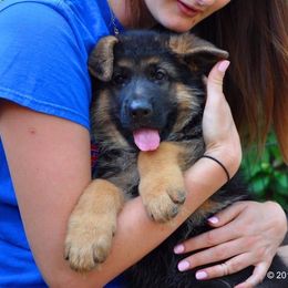 German Shepherd Puppies from von Nadar German Shepherds