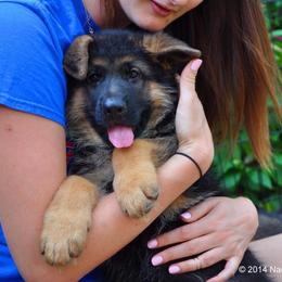 German Shepherd Puppies from von Nadar German Shepherds